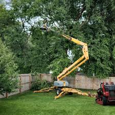 Professional Tree Services in Allouez, WI