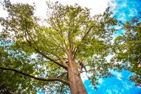 Best Stump Grinding and Removal  in Allouez, WI
