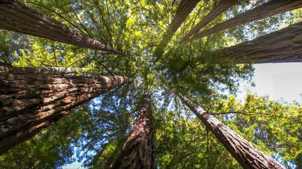 Best Emergency Tree Removal  in Allouez, WI