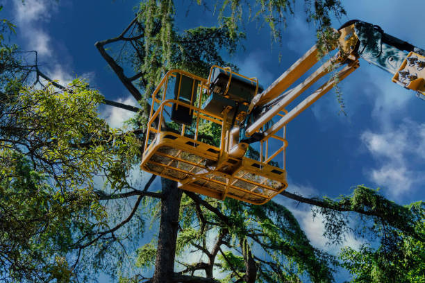 Best Tree and Shrub Care  in Allouez, WI