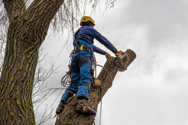 Best Leaf Removal  in Allouez, WI