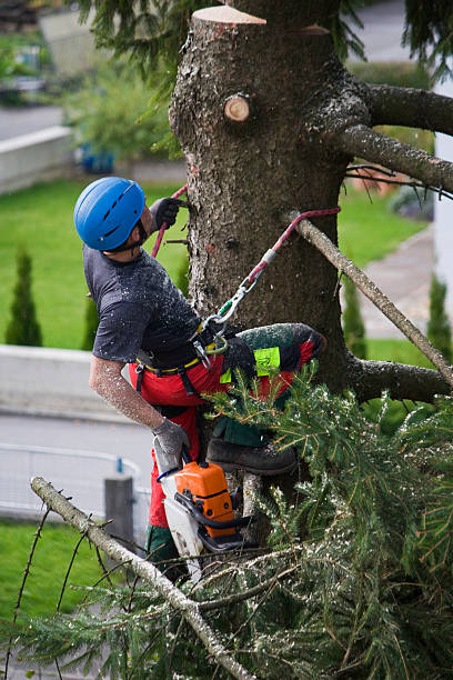 How Our Tree Care Process Works  in  Allouez, WI