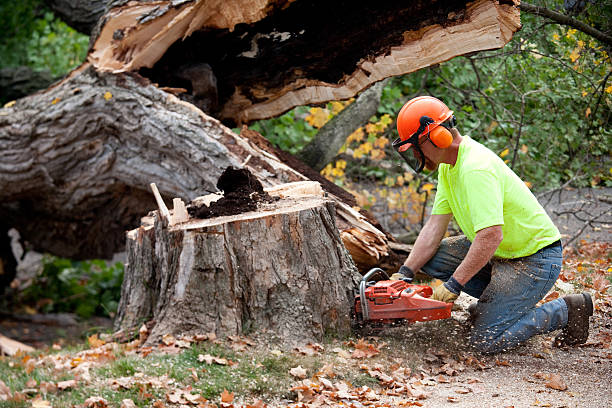 Best Lawn Renovation and Restoration  in Allouez, WI