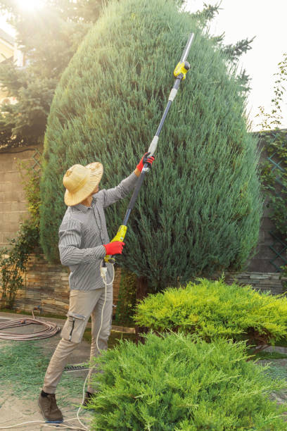 Organic Lawn Care Solutions in Allouez, WI