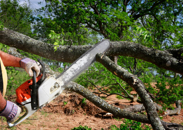 Best Utility Line Clearance  in Allouez, WI
